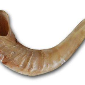 Kosher Shofar Ram's Horn Shofar Medium size 39-42cm Polished White