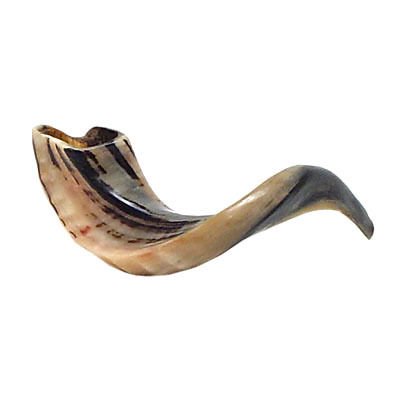 Kosher Shofar Ram's Horn Shofar Large Size 43-46cm Polished White