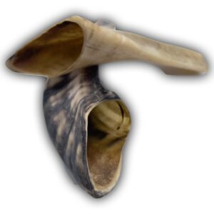 Real shofar small (No Hechsher) Perfect for kids that want the a real shofar. (2 SHOFARS ON BOX)