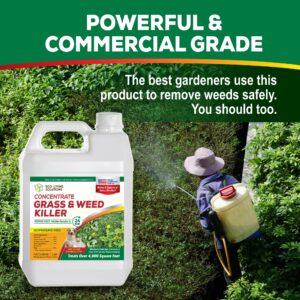 Weed Killer Concentrate - Eco Living Solutions Weed Killer Spray | Pet Safe Weed Killer | Organic Weed and Grass Killer | Moss Killer | Crabgrass & Dandelion killer | Glyphosate Free herbicide (32 oz)