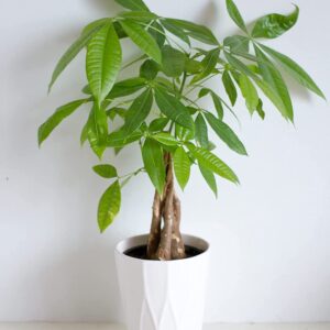 Money Tree Potting Soil Mix (2 Quarts); Custom Blend for Money Plant Container Gardening