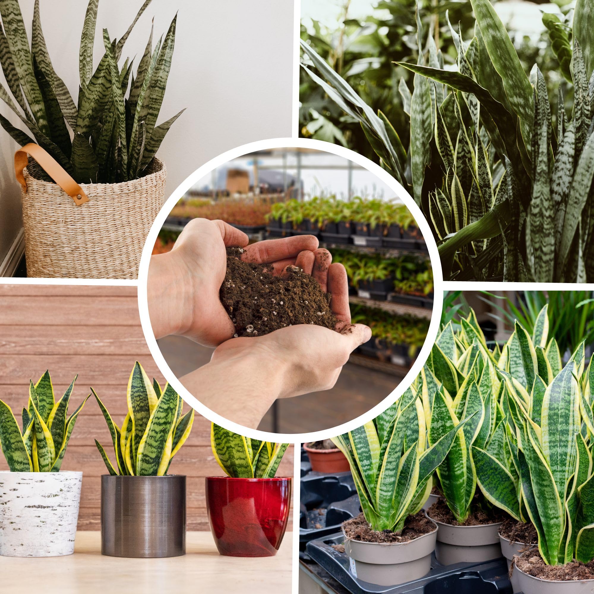 Snake Plant Potting Soil Mix (4 Quarts), Specialized Blend for Green Sansevieria Trifascatia Zeylanica Plants