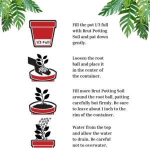 Brut Organic Potting Soil – 1 CF – Everything Your Plants Need in one Bag. Indoor and Outdoor Container Plants. 2 Pack