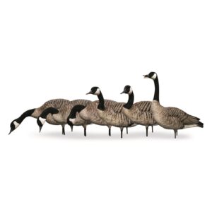 Avian-X AXP Full-Body Honkers Realistic Canadian Goose Hunting Decoys with Collapsible Stands - Fusion Pack of 6