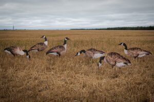 real-geese 1 doz vivid series silhouette decoys