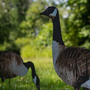 Real-Geese 1 Doz Vivid Series Silhouette Decoys