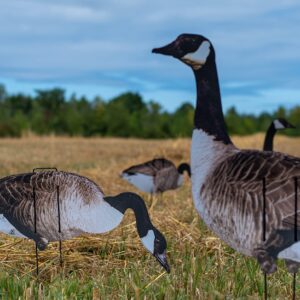 Real-Geese 1 Doz Vivid Series Silhouette Decoys