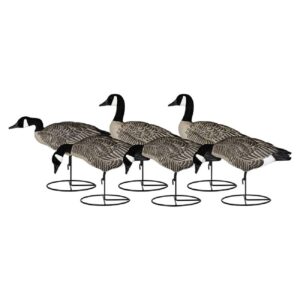 dakota decoys signature series lesser canada goose decoys, 6 pack - a rogers exclusive