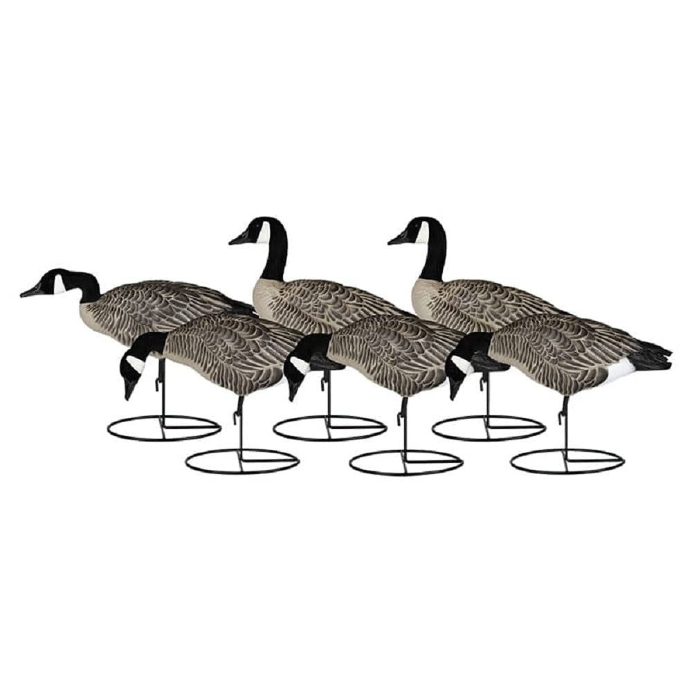 Dakota Decoys Signature Series Lesser Canada Goose Decoys, 6 Pack - A Rogers Exclusive