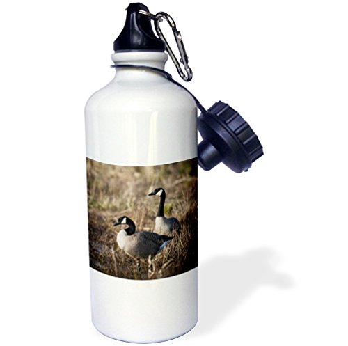 3dRose USA, Oregon, Baskett Slough NWR, pair of Canada Geese. -Sports Water Bottle, 21oz , 21 oz, Multicolor