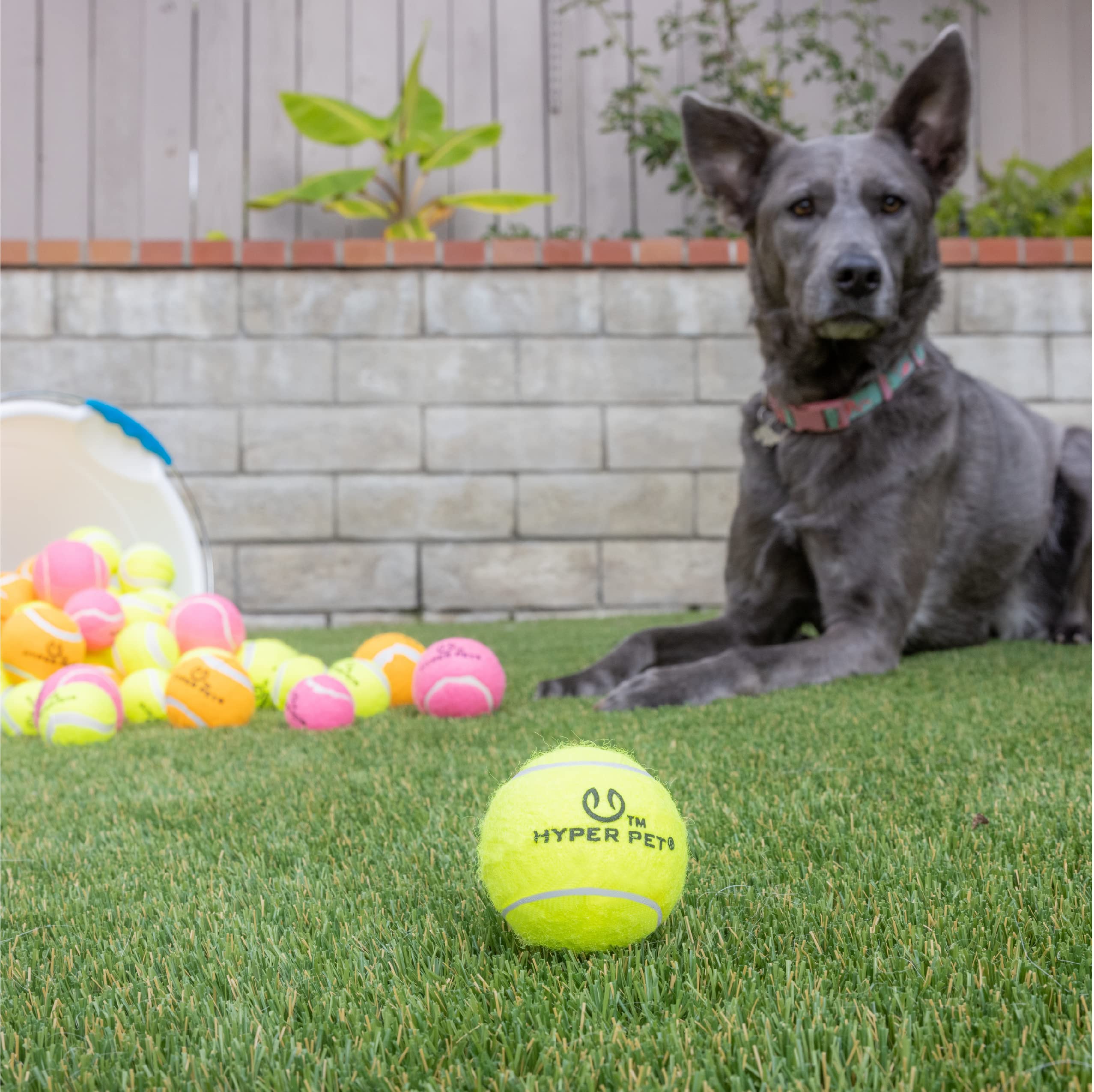 Hyper Pet Tennis Balls for Dogs - 12 Pack 2.5" for Exercise and Fetch, Interactive Toys, Great for Small Breeds