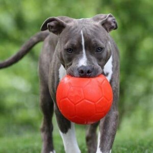 Jolly Pets 8" Soccer Ball, Orange, Large/X-Large