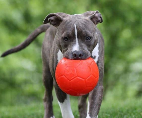 Jolly Pets 8" Soccer Ball, Orange, Large/X-Large