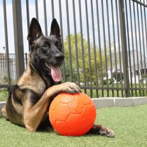 Jolly Pets 8" Soccer Ball, Orange, Large/X-Large