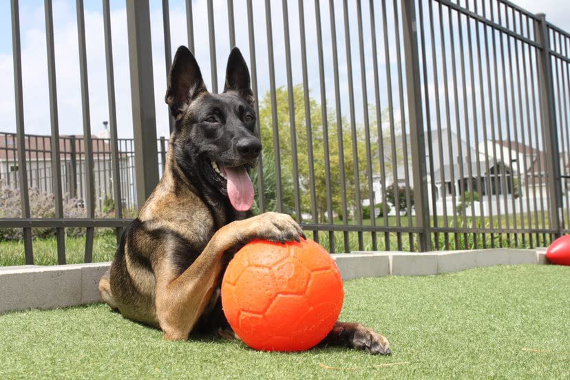 Jolly Pets 8" Soccer Ball, Orange, Large/X-Large