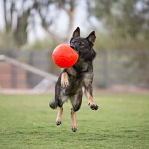 Jolly Pets 8" Soccer Ball, Orange, Large/X-Large