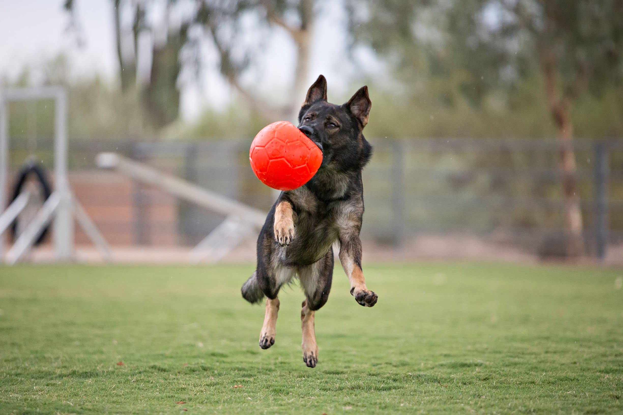 Jolly Pets 8" Soccer Ball, Orange, Large/X-Large