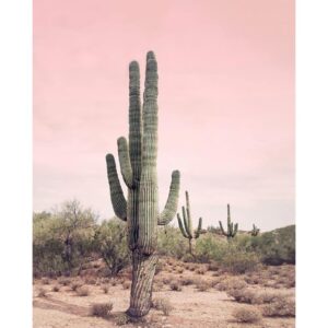 Tucocoo Saguaro Cacti Paint by Numbers Kits 16x20 inch Canvas DIY Oil Painting for, Students, Adults Beginner with Brushes and Acrylic Pigment - Desert Landscape Photo Gift(Without Frame)