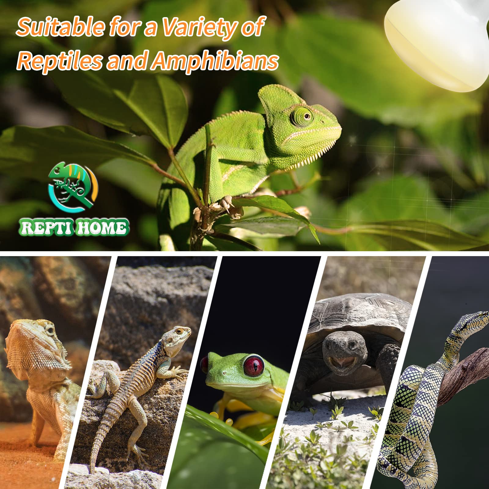 REPTI HOME Reptile Heat Lamp Bulbs,50W 2 Pack Reptiles & Amphibians UVA Basking Spot Lamp Bulb, Explosion-Proof Reptile Daylight Heat Bulb for Bearded Dragon, Lizard, Turtle