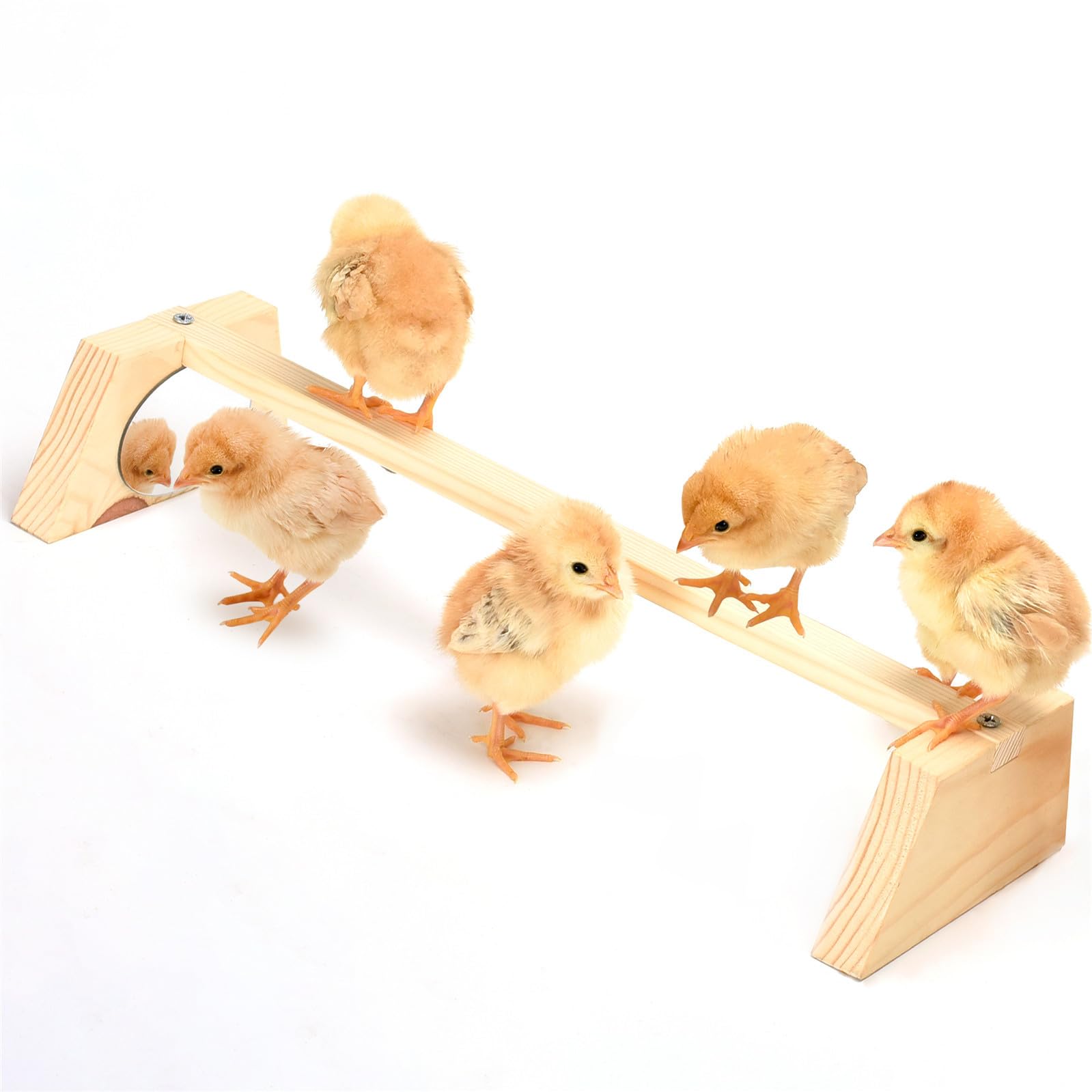 Chicken Perch for Brooder with Mirror S SANGLE SOPFFY Baby Chicken ...