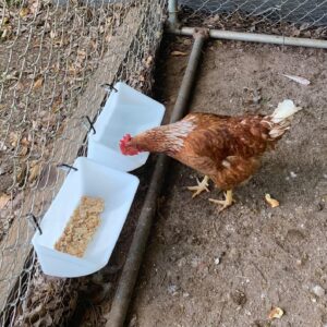 2 Pack Feeder Feed Trough and Waterer Bucket with Clips Chicken Hanging Poultry Feed Trough for Goat Sheep Deer Poultry Duck Chicken