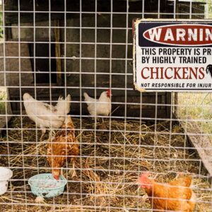 Bestylez Funny Chicken Coop Warning Sign Outdoor Chicken House Decor Gifts For Chicken Lovers 12" * 8" (219)