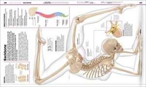 Knowledge Encyclopedia Human Body! (DK Knowledge Encyclopedias)