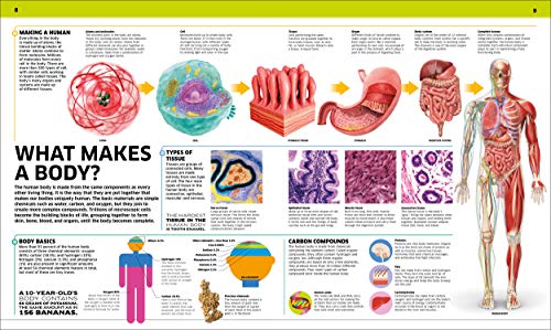 Knowledge Encyclopedia Human Body! (DK Knowledge Encyclopedias)