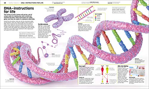 Knowledge Encyclopedia Human Body! (DK Knowledge Encyclopedias)