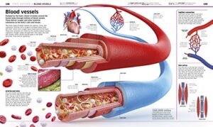 Knowledge Encyclopedia Human Body! (DK Knowledge Encyclopedias)