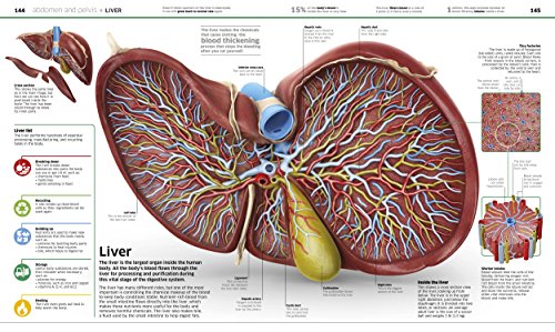 Knowledge Encyclopedia Human Body! (DK Knowledge Encyclopedias)