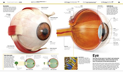 Knowledge Encyclopedia Human Body! (DK Knowledge Encyclopedias)