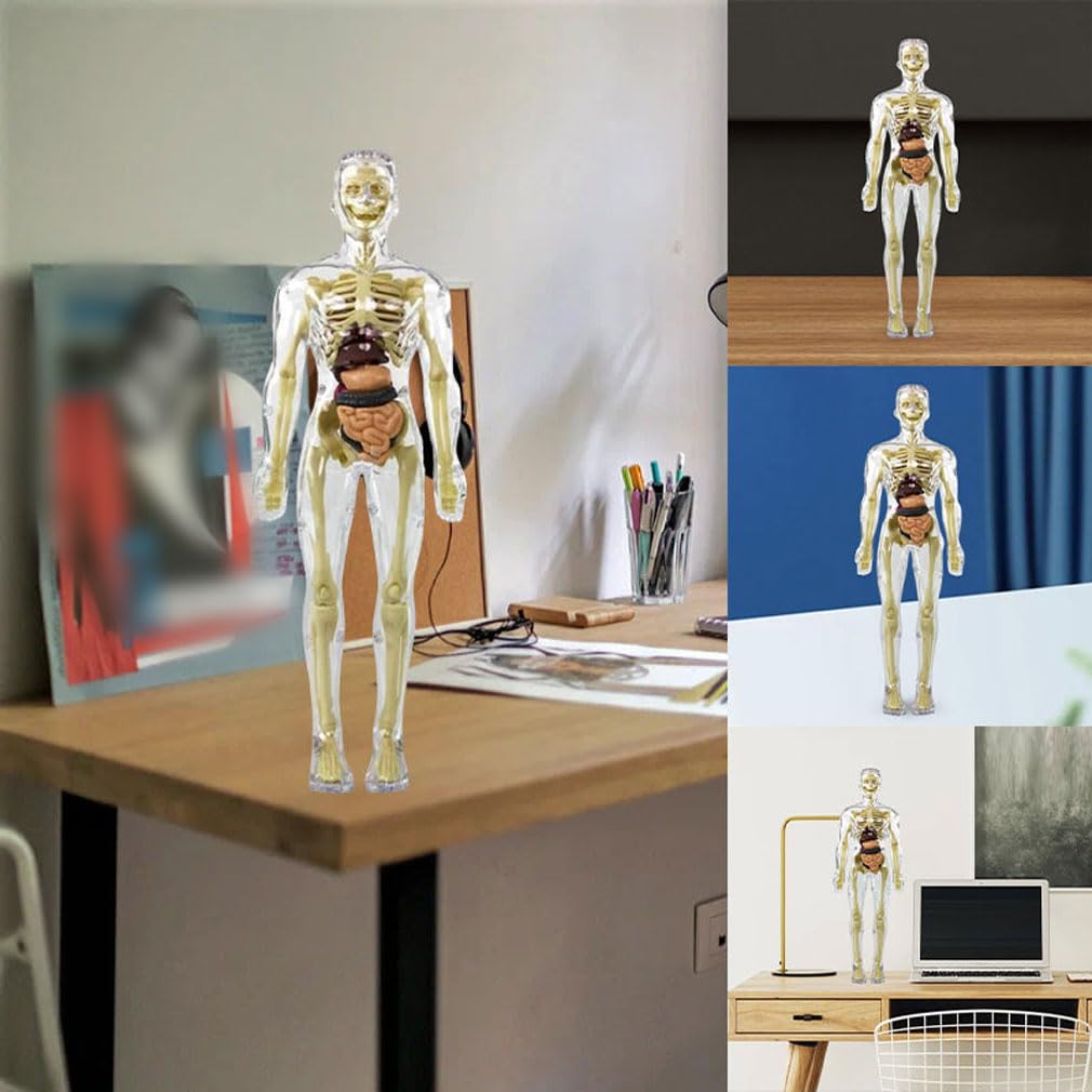 3D Human Body Torso Model for Kid Anatomy Model Skeleton, Medical Torso Human Body Model, Removable Parts Education Organs Model, Human Body, Skeleton, Human Torso Anatomy Model for Teaching Study