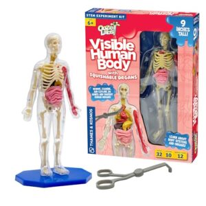 thames & kosmos ooze labs: visible human body with squishable organs