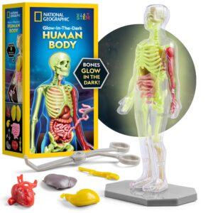 national geographic human body model for kids that glows in the dark - 32-piece interactive anatomy model with bones, organs, muscles, stand, forceps & id chart, anatomy and physiology study tools