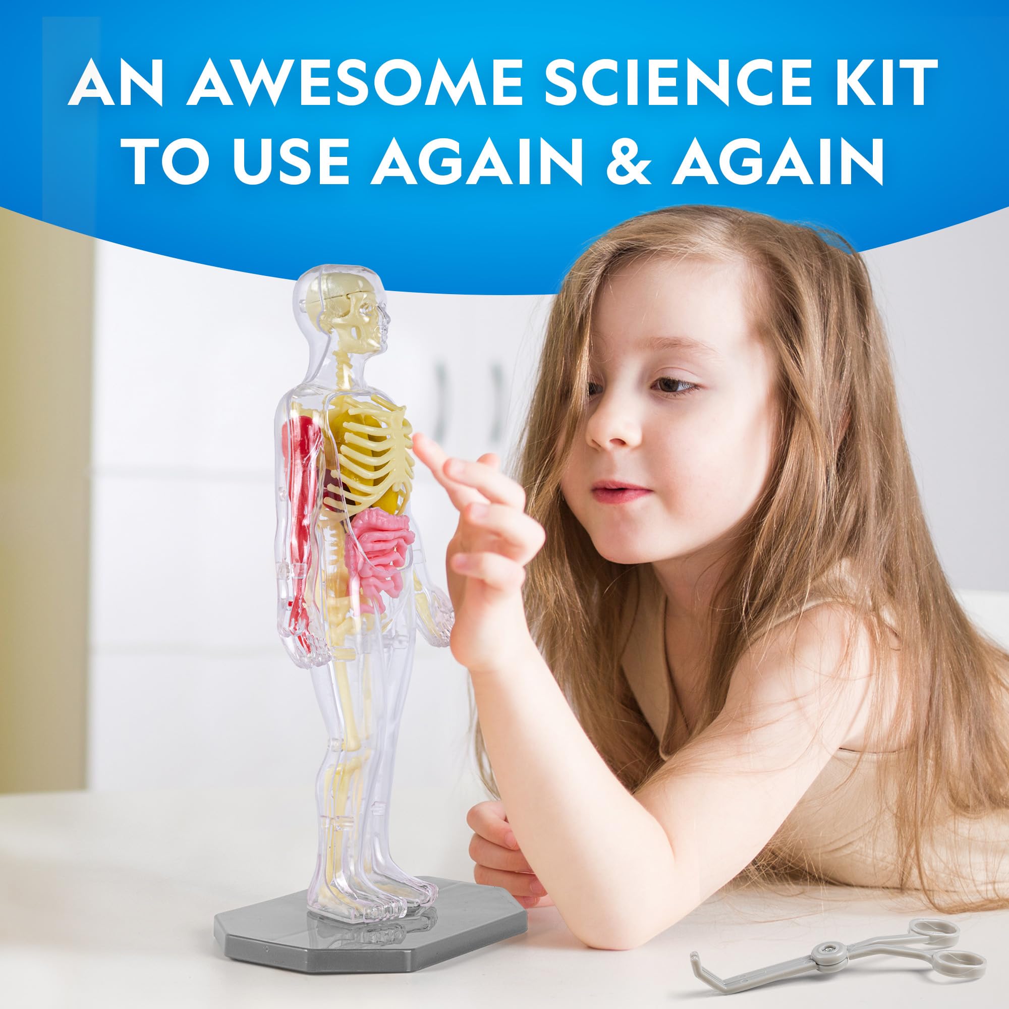 NATIONAL GEOGRAPHIC Human Body Model for Kids That Glows in The Dark - 32-Piece Interactive Anatomy Model with Bones, Organs, Muscles, Stand, Forceps & ID Chart, Anatomy and Physiology Study Tools