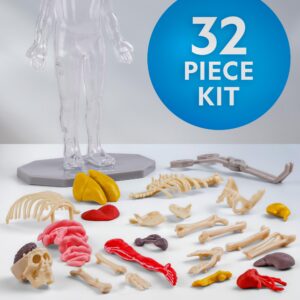 NATIONAL GEOGRAPHIC Human Body Model for Kids That Glows in The Dark - 32-Piece Interactive Anatomy Model with Bones, Organs, Muscles, Stand, Forceps & ID Chart, Anatomy and Physiology Study Tools