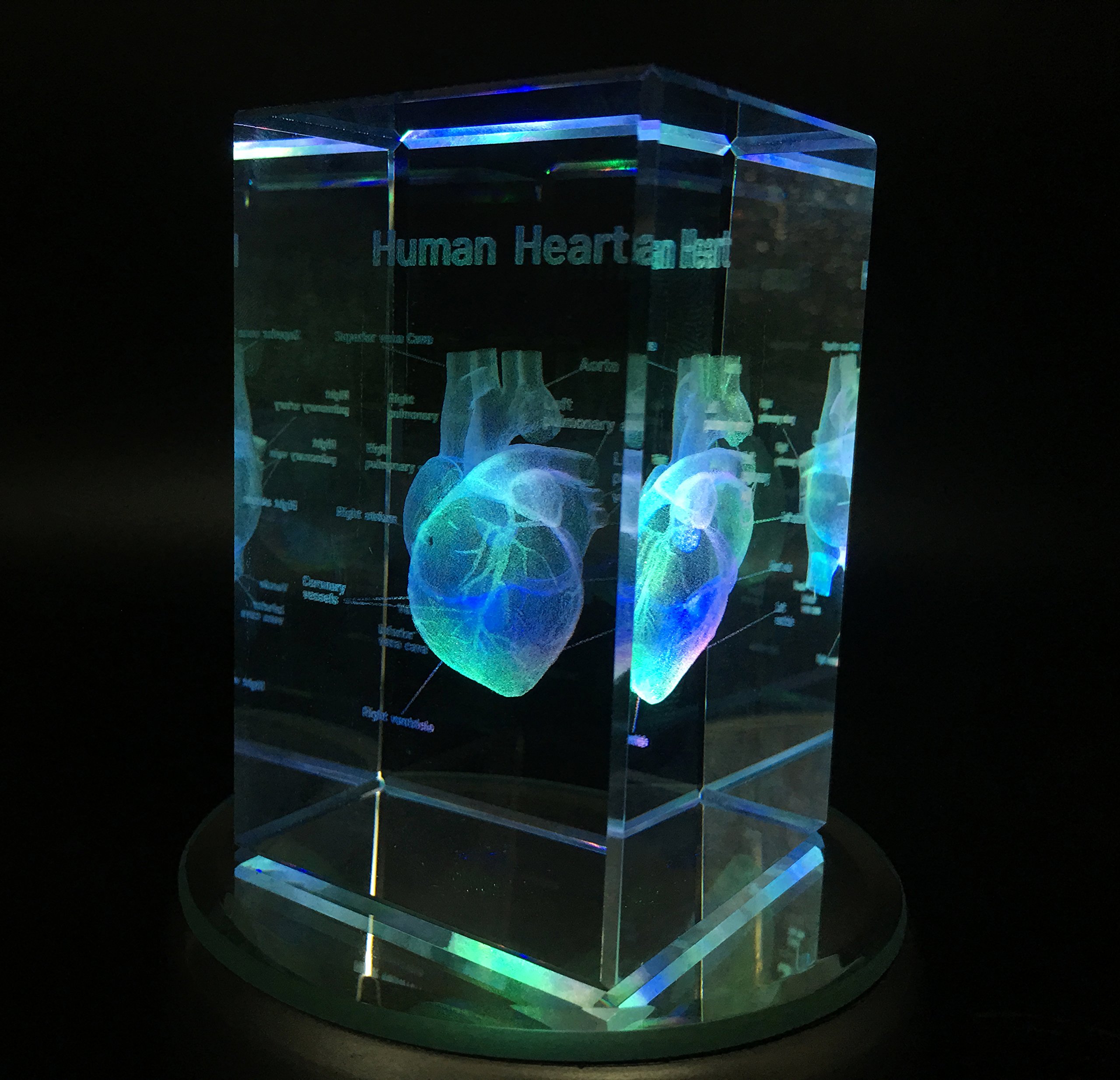 3D Human Heart Anatomical Model Paperweight(Laser Etched) in Crystal Glass Cube Science Gift (No Included LED Base)(3.1x2x2 inch)