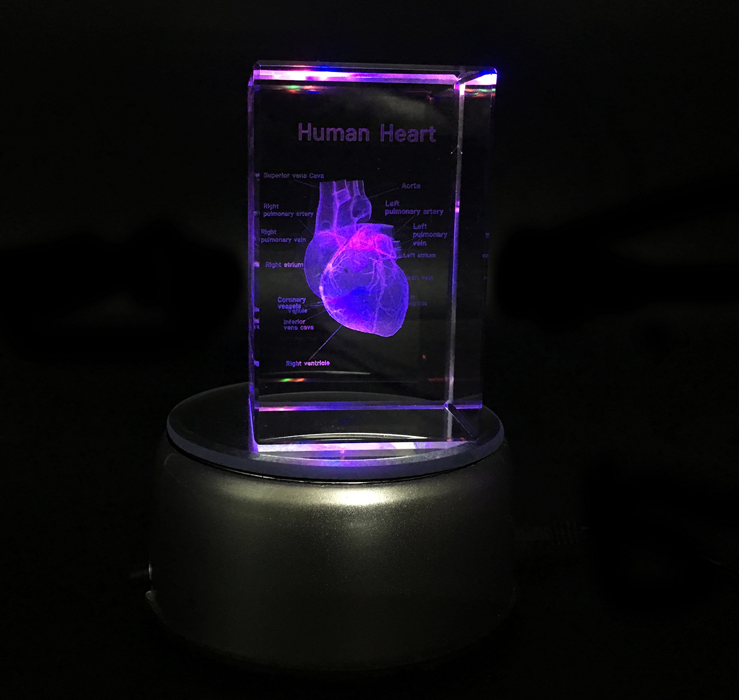 3D Human Heart Anatomical Model Paperweight(Laser Etched) in Crystal Glass Cube Science Gift (No Included LED Base)(3.1x2x2 inch)