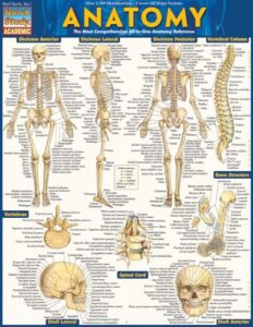 anatomy - reference guide (8.5 x 11): a quickstudy reference tool (quickstudy academic)