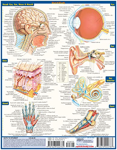 Anatomy - Reference Guide (8.5 x 11): a QuickStudy reference tool (Quickstudy Academic)