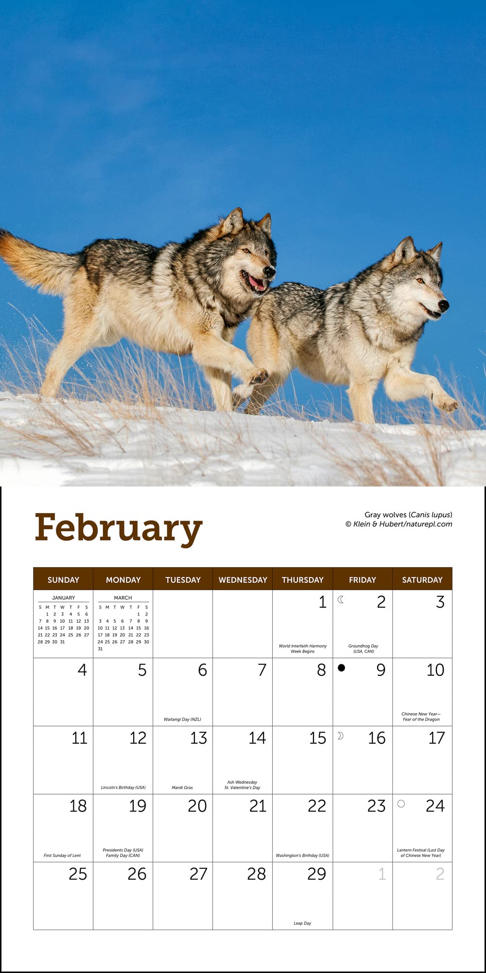 Wolves Mini Wall Calendar 2024, 7" x 7"