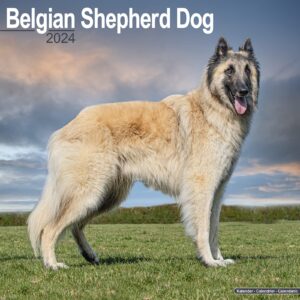 belgian shepherd calendar - dog breed calendars - 2023 - 2024 wall calendars - 16 month by avonside