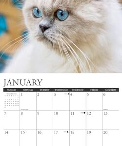 Willow Creek Press Himalayan Cats Monthly 2024 Wall Calendar (12" x 12")