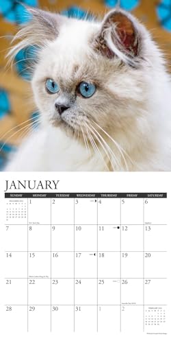 Willow Creek Press Himalayan Cats Monthly 2024 Wall Calendar (12" x 12")