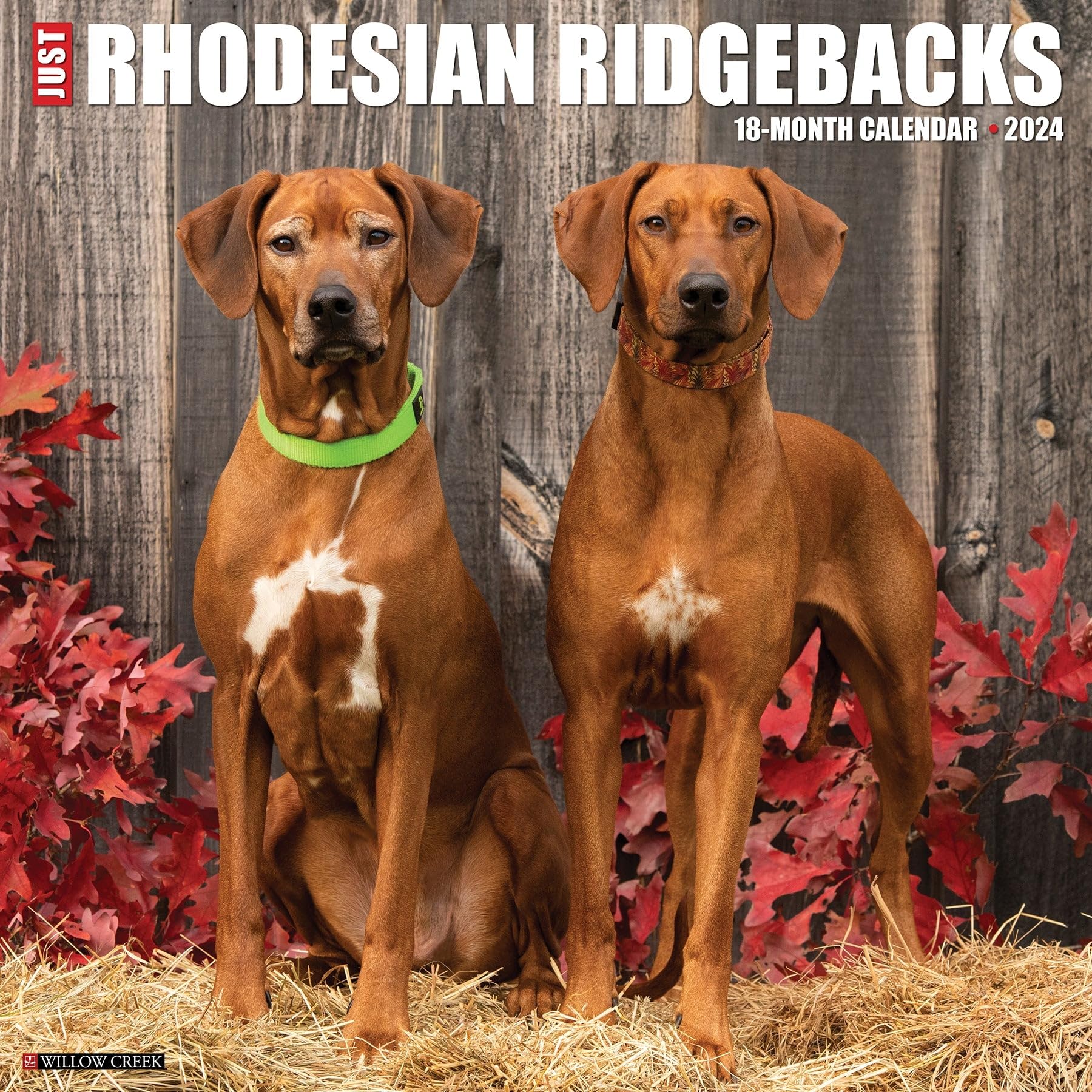 Willow Creek Press Rhodesian Ridgebacks Monthly 2024 Wall Calendar (12" x 12")