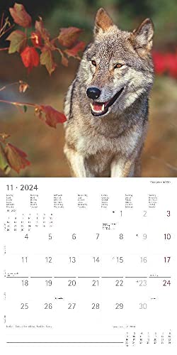 Wolves 2024 Brochure Calendar 30 x 30 cm (30 x 60 Open) Calendar with Space for Notes Wolves Picture Calendar Wall Planner Alpha Edition