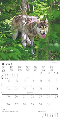 Wolves 2024 Brochure Calendar 30 x 30 cm (30 x 60 Open) Calendar with Space for Notes Wolves Picture Calendar Wall Planner Alpha Edition