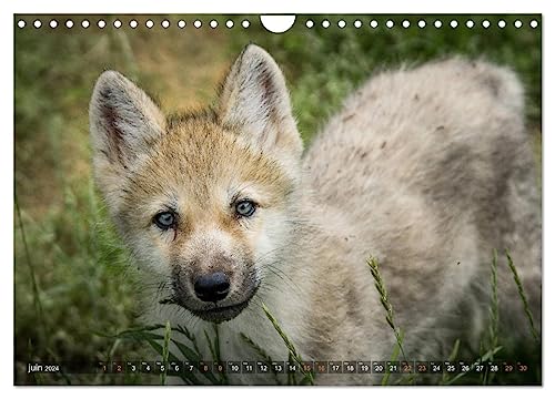 The little grey wolves (Wall Calendar 2024 DIN A4 Landscape), CALVENDO 12 Month Wall Calendar