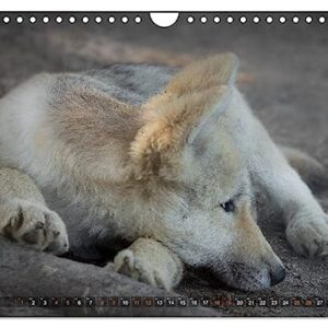 The little grey wolves (Wall Calendar 2024 DIN A4 Landscape), CALVENDO 12 Month Wall Calendar